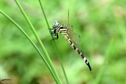 Imagem de Macrogomphus montanus Selys 1869