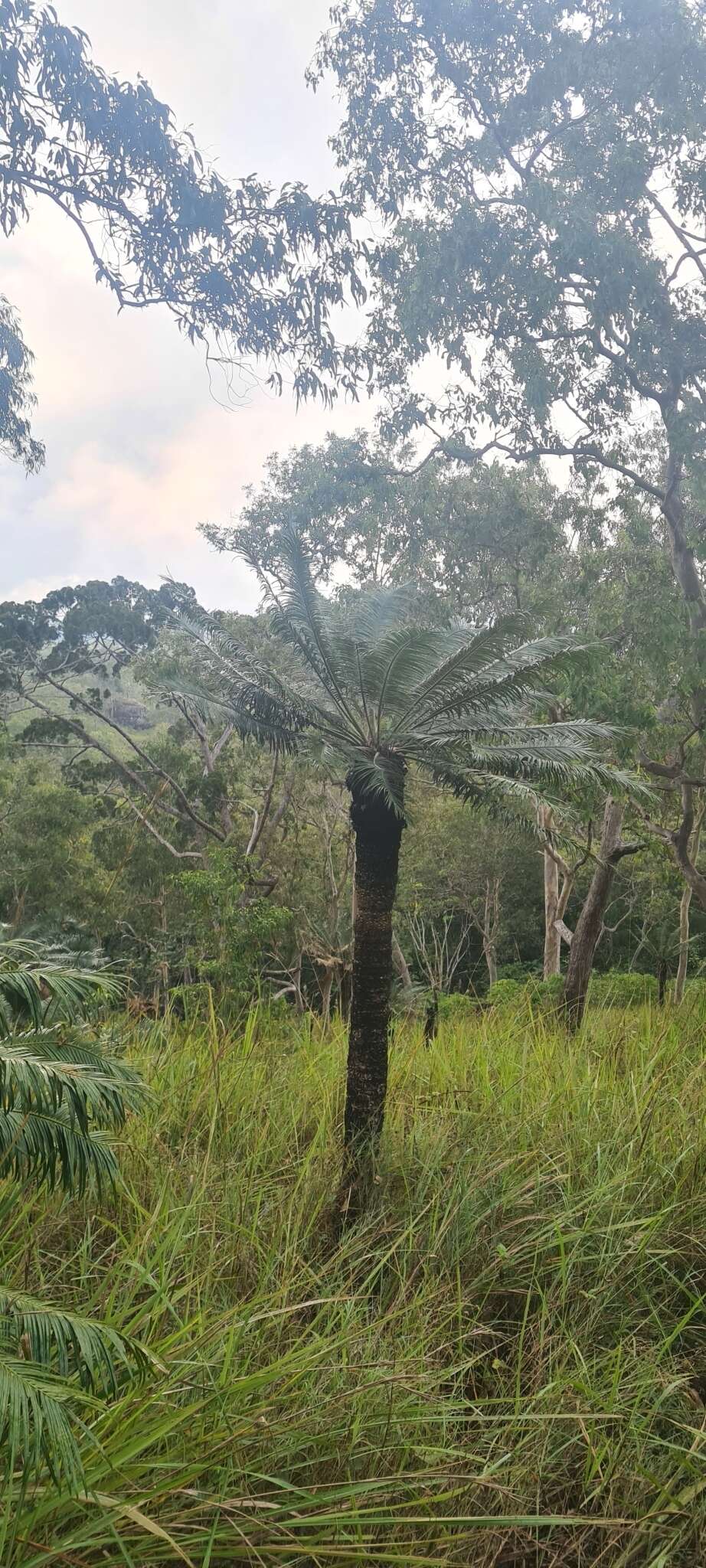 Image of Cycas campestris K. D. Hill