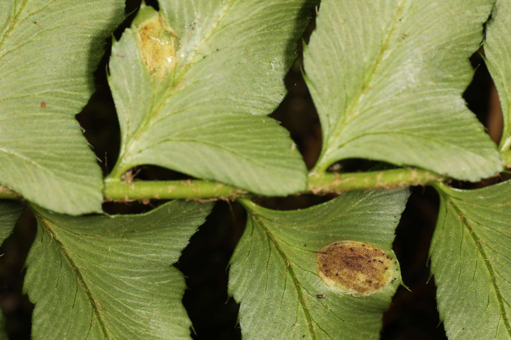 Plancia ëd Taphrina polystichi Mix 1938