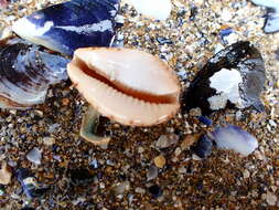 Image of Notocypraea declivis (G. B. Sowerby II 1870)