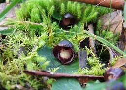 Image of Slaty helmet orchid