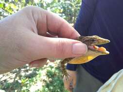 Image of Barahona  Anole