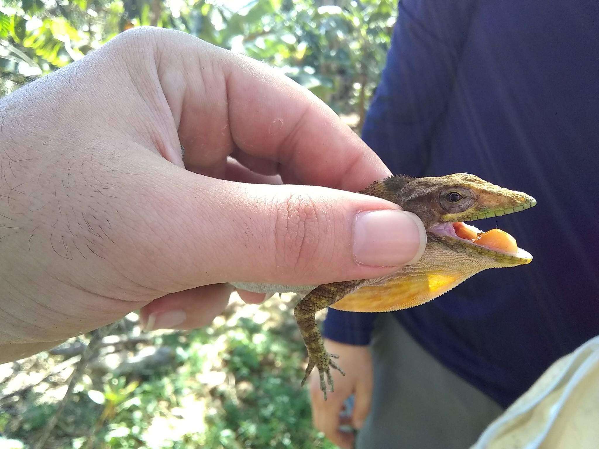 Image of Barahona  Anole