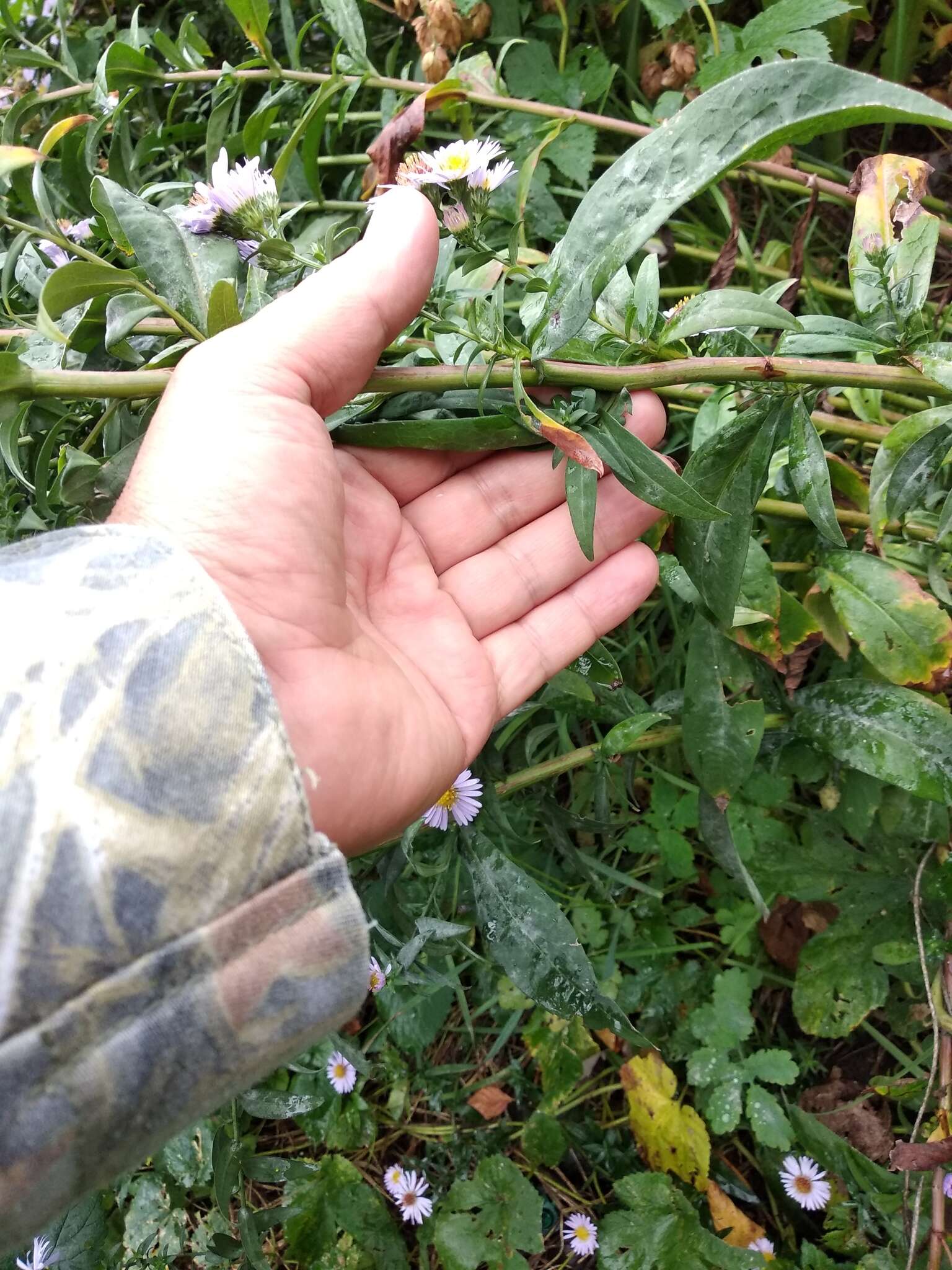 Image of Symphyotrichum versicolor (Willd.) G. L. Nesom