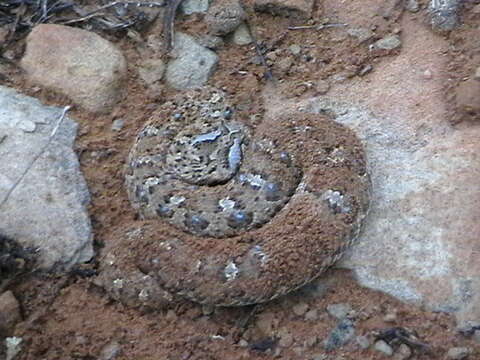 Image of Horned Adder