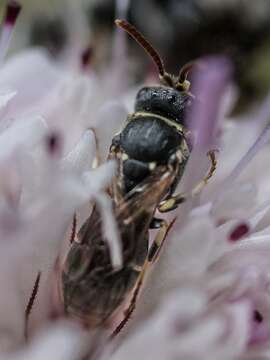 Image of Bee