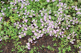 صورة Thymus ternejicus