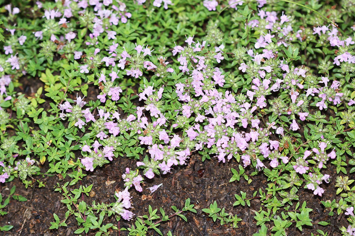 Слика од Thymus ternejicus