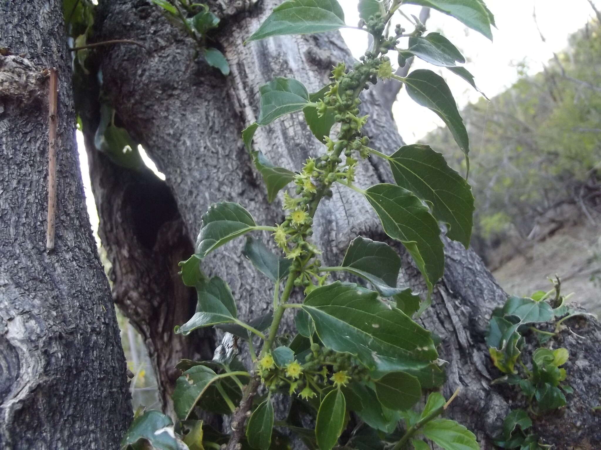 Image of Colubrina triflora Brongn.