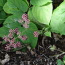 Image of Aralia continentalis Kitag.