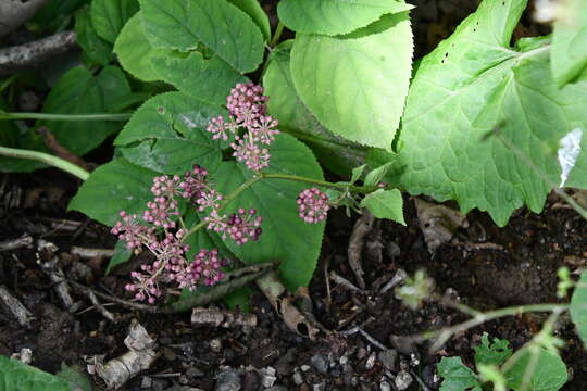 Image of Aralia continentalis Kitag.