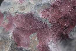 Image of wart lichen