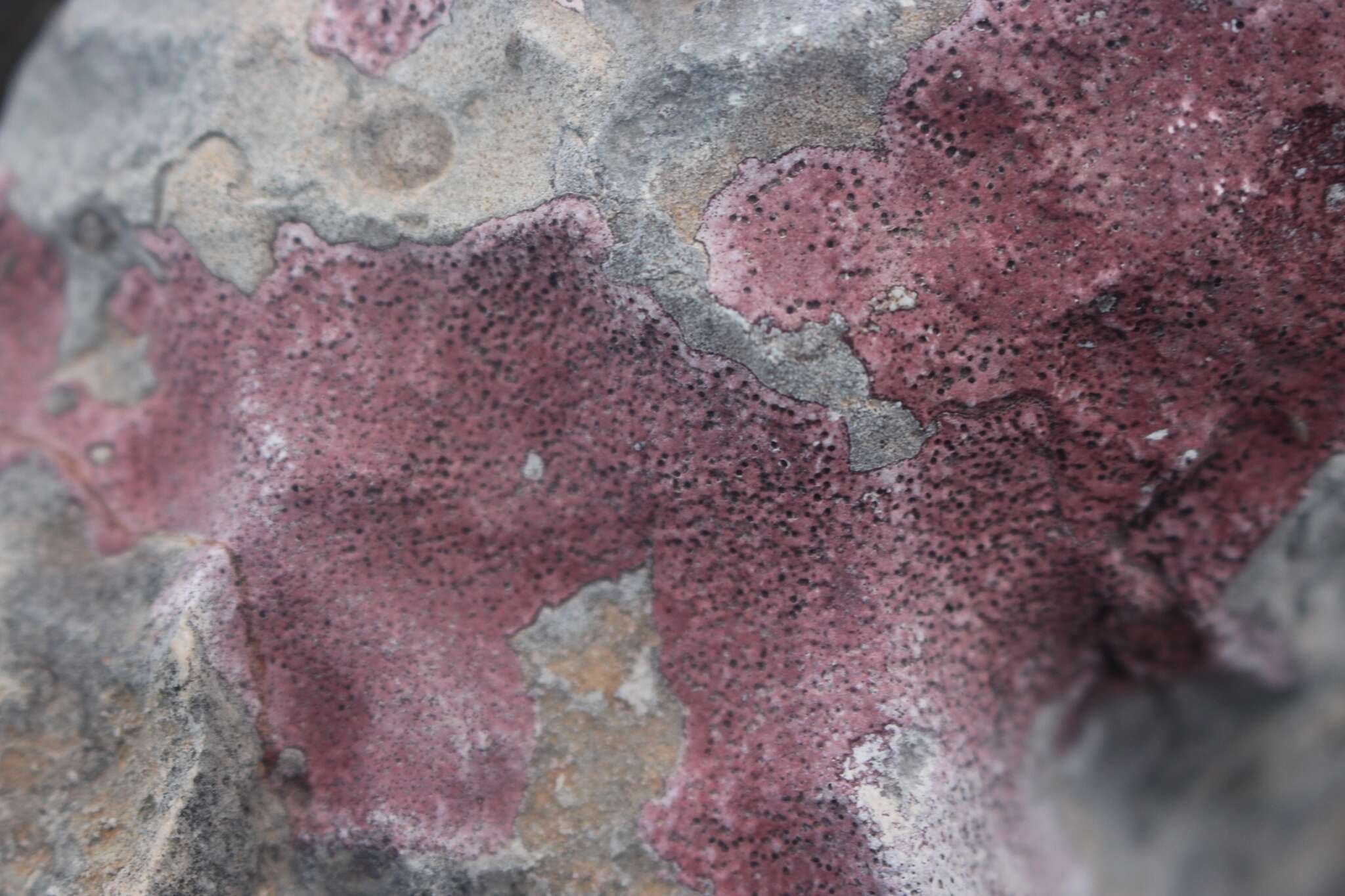 Image of wart lichen