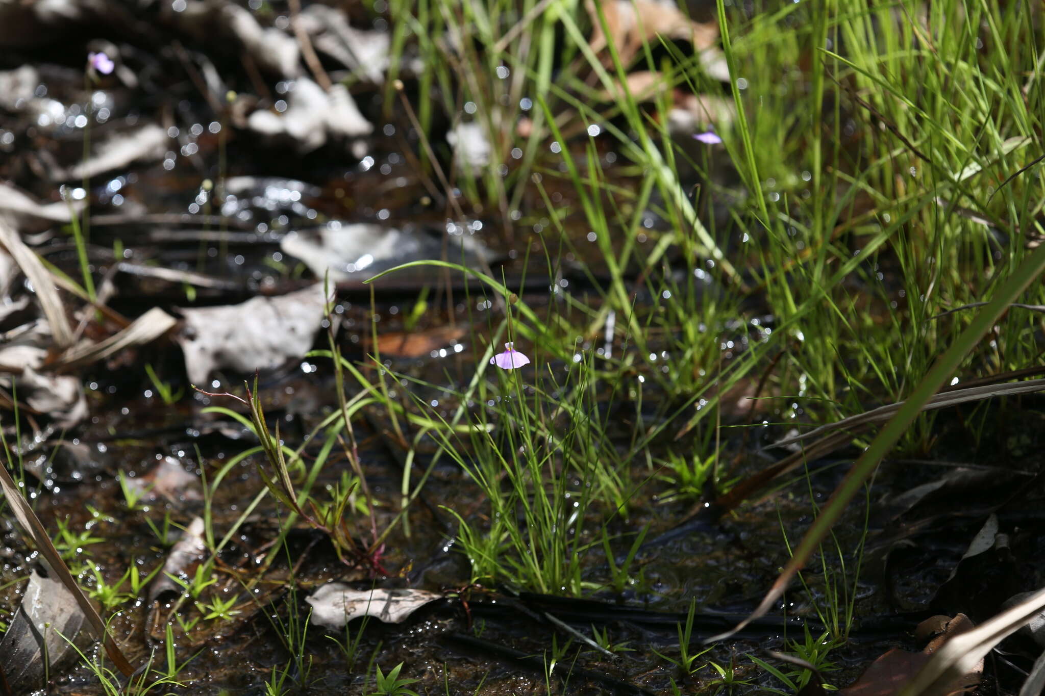 Image of Utricularia gaagudju