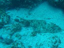 Image of Southern Banded Guitarfish