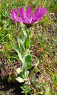 Слика од Centaurea cheiranthifolia subsp. willdenowii (Czer.) A. D. Mikheev