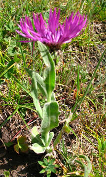 Image of Centaurea cheiranthifolia Willd.