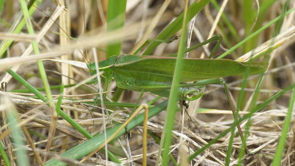 Image of Texas Bush Katydid