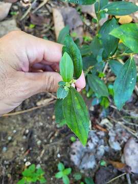 Image of sharpleaf silverbush