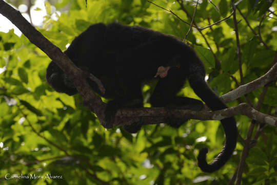 Image of Black Howling Monkey