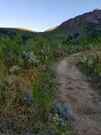 Imagem de Watsonia marginata (L. fil.) Ker Gawl.