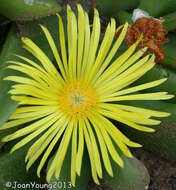 Image of Glottiphyllum longum (Haw.) N. E. Br.