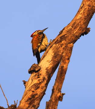 Image of Black-rumped Flameback