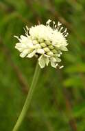 Image of Mock scabious