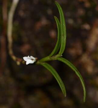 Image of Angraecum pectinatum Thouars