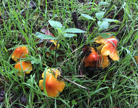 Image of Hygrocybe singeri (A. H. Sm. & Hesler) Singer 1958