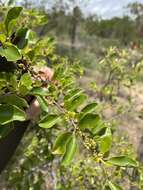 Image of Quinine Bush