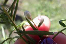 Image of Louisiana vetch