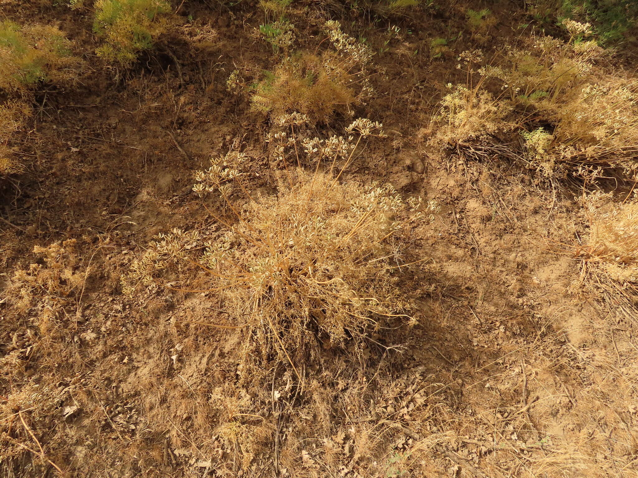 Image of Suksdorf's desertparsley