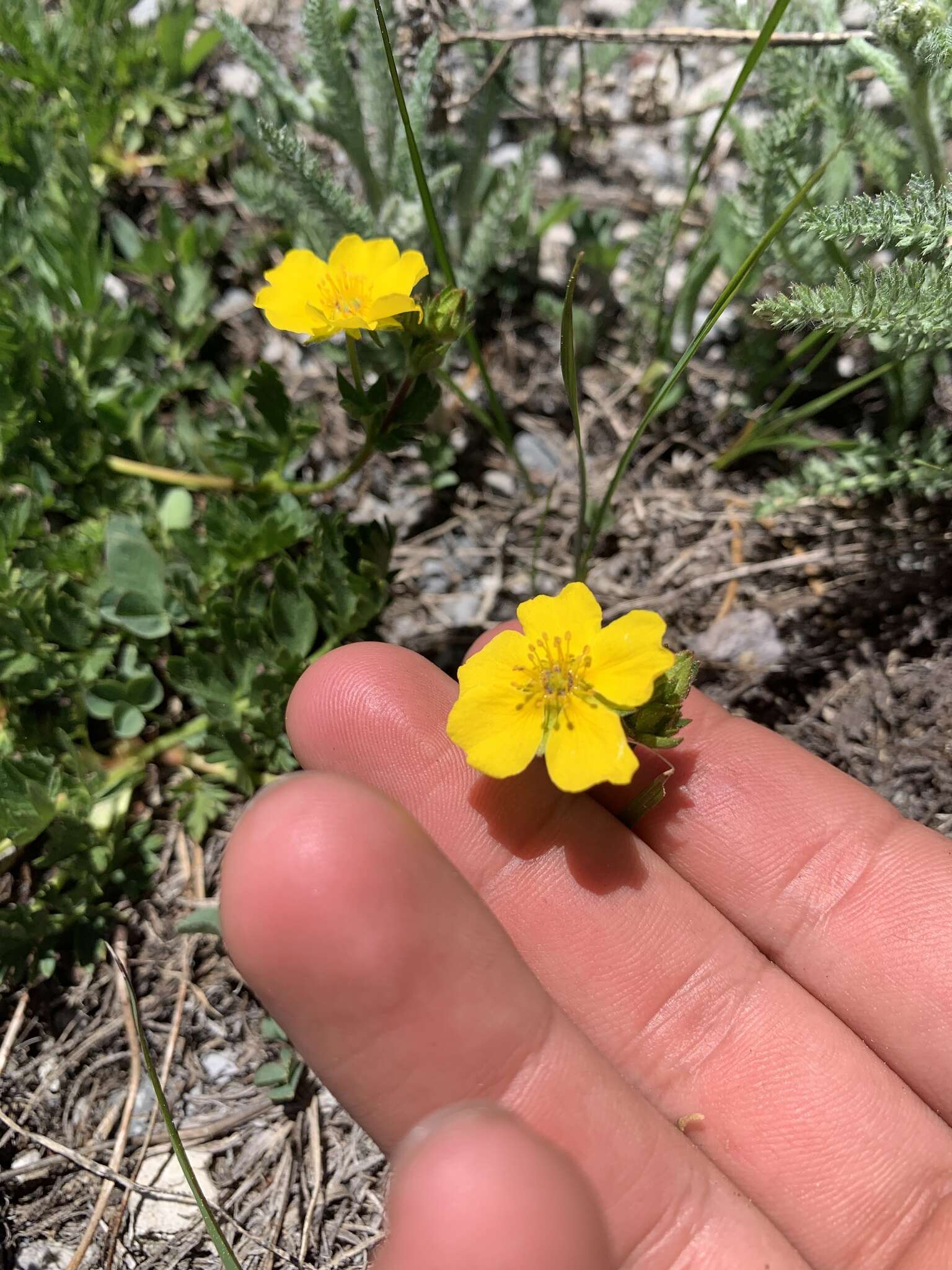 Image of Drummond's cinquefoil