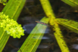 Image of Blackstripe rasbora