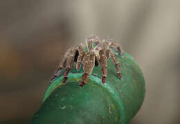 Image of Trinidad Chevron Tarantula