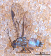 Elipsocus hyalinus (Stephens 1836) resmi