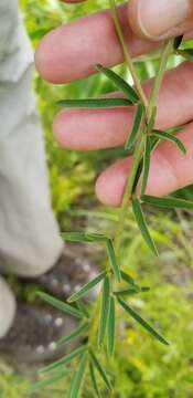 Image of Narrow-Leaf Bush-Clover