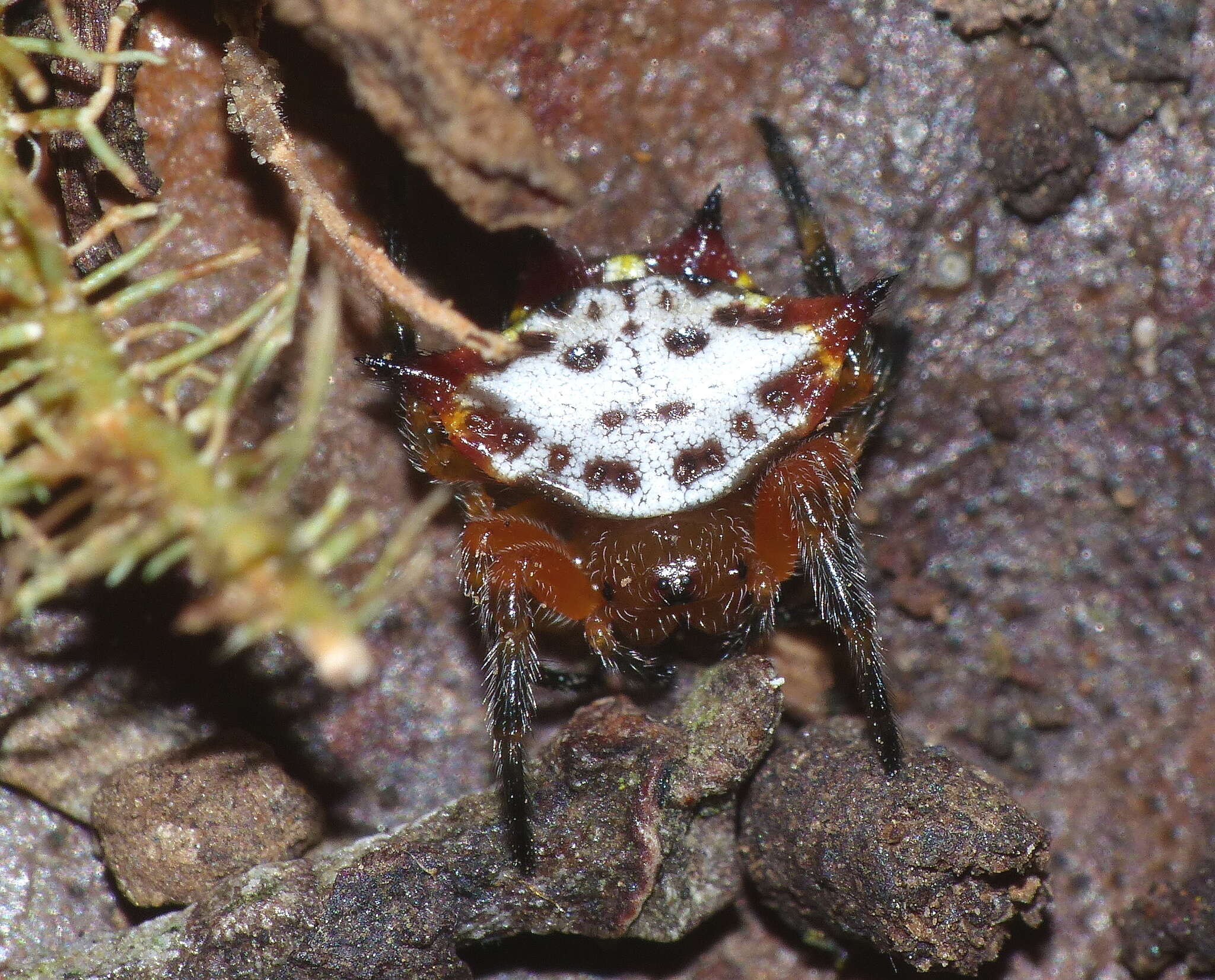 Image of Gasteracantha sanguinolenta C. L. Koch 1844