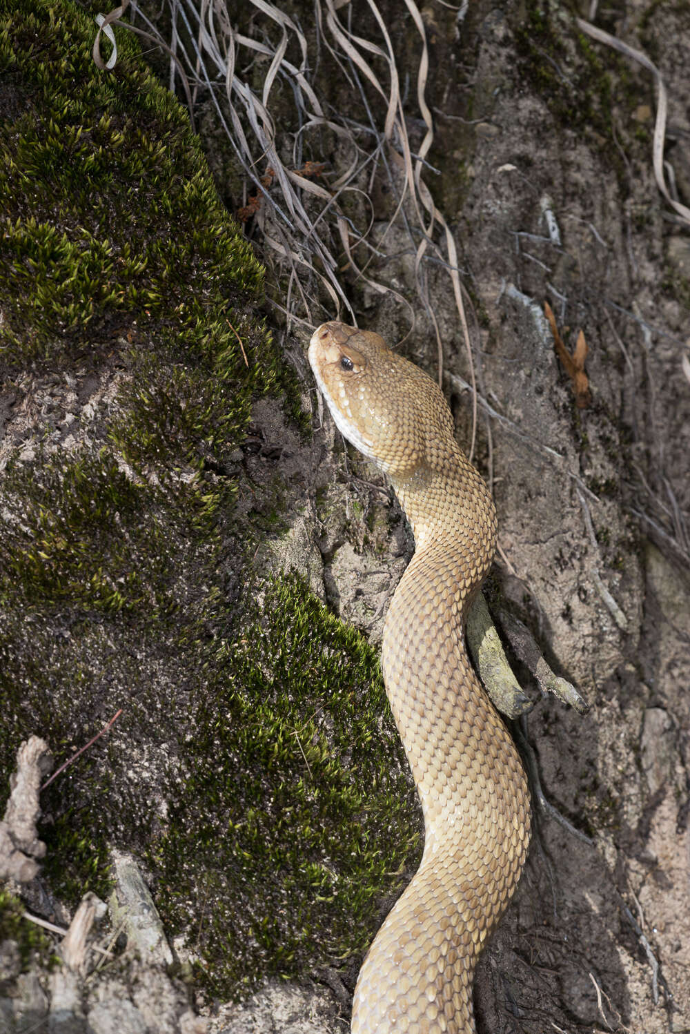 Image of Basilisk Rattlesnake