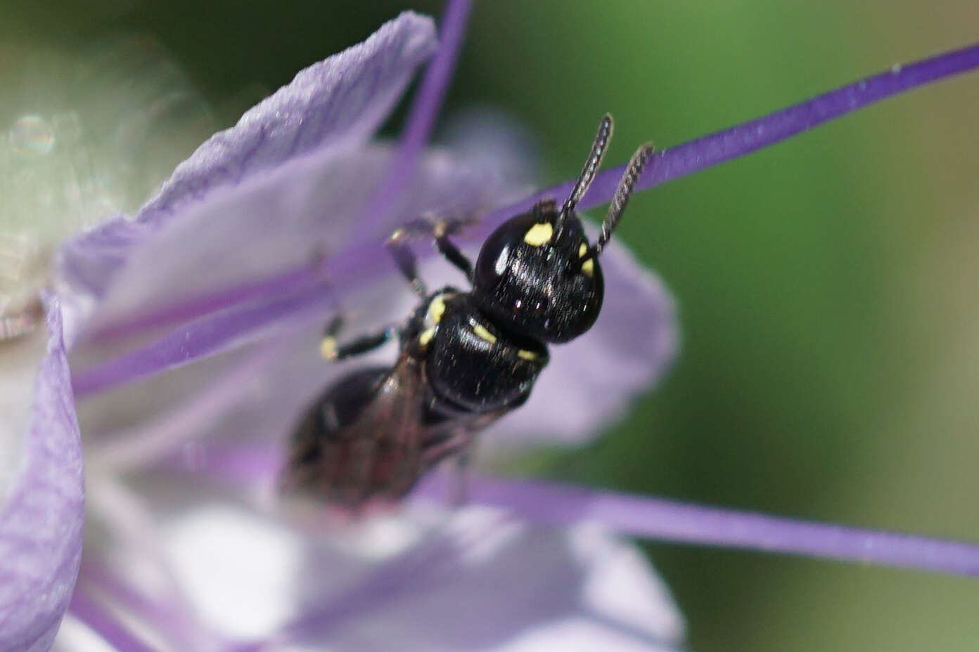 Image de Hylaeus pictipes Nylander 1852