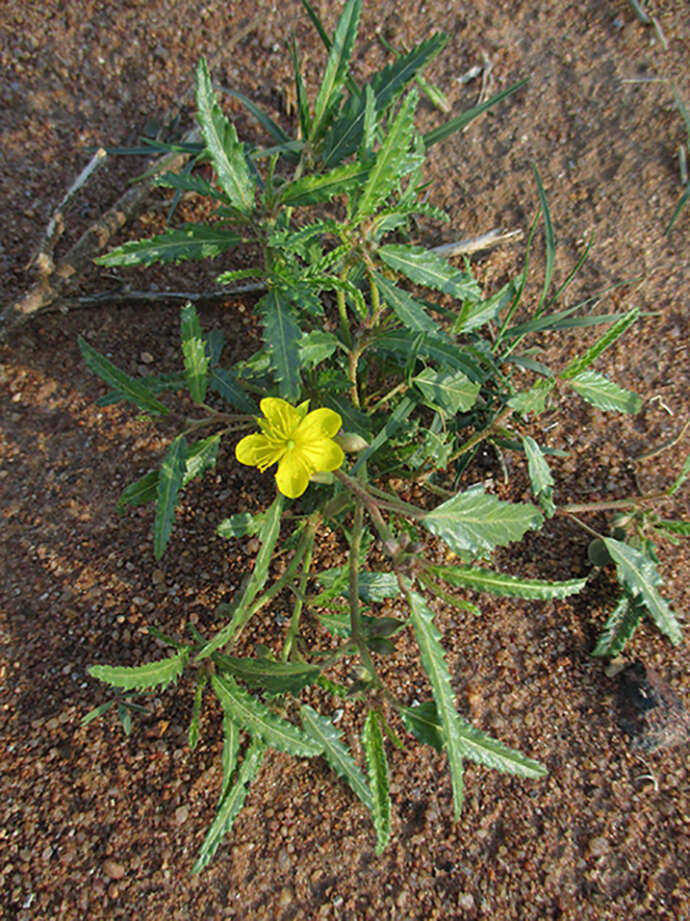 Imagem de Corchorus asplenifolius Burch.