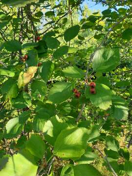 Crataegus brainerdii Sarg. resmi