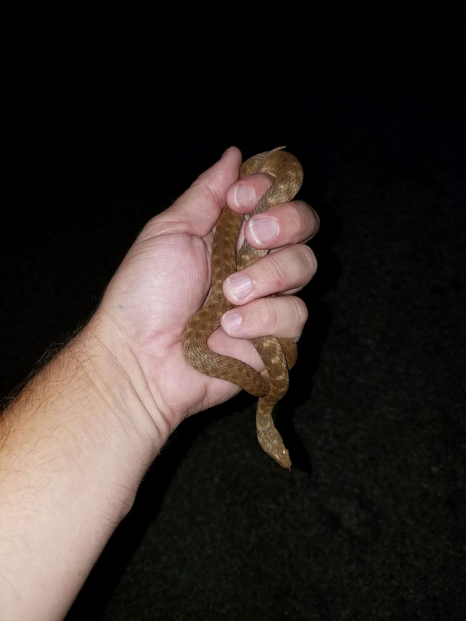 Image of Brazos Water Snake