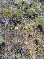 Image of Drosera gigantea Lindl.