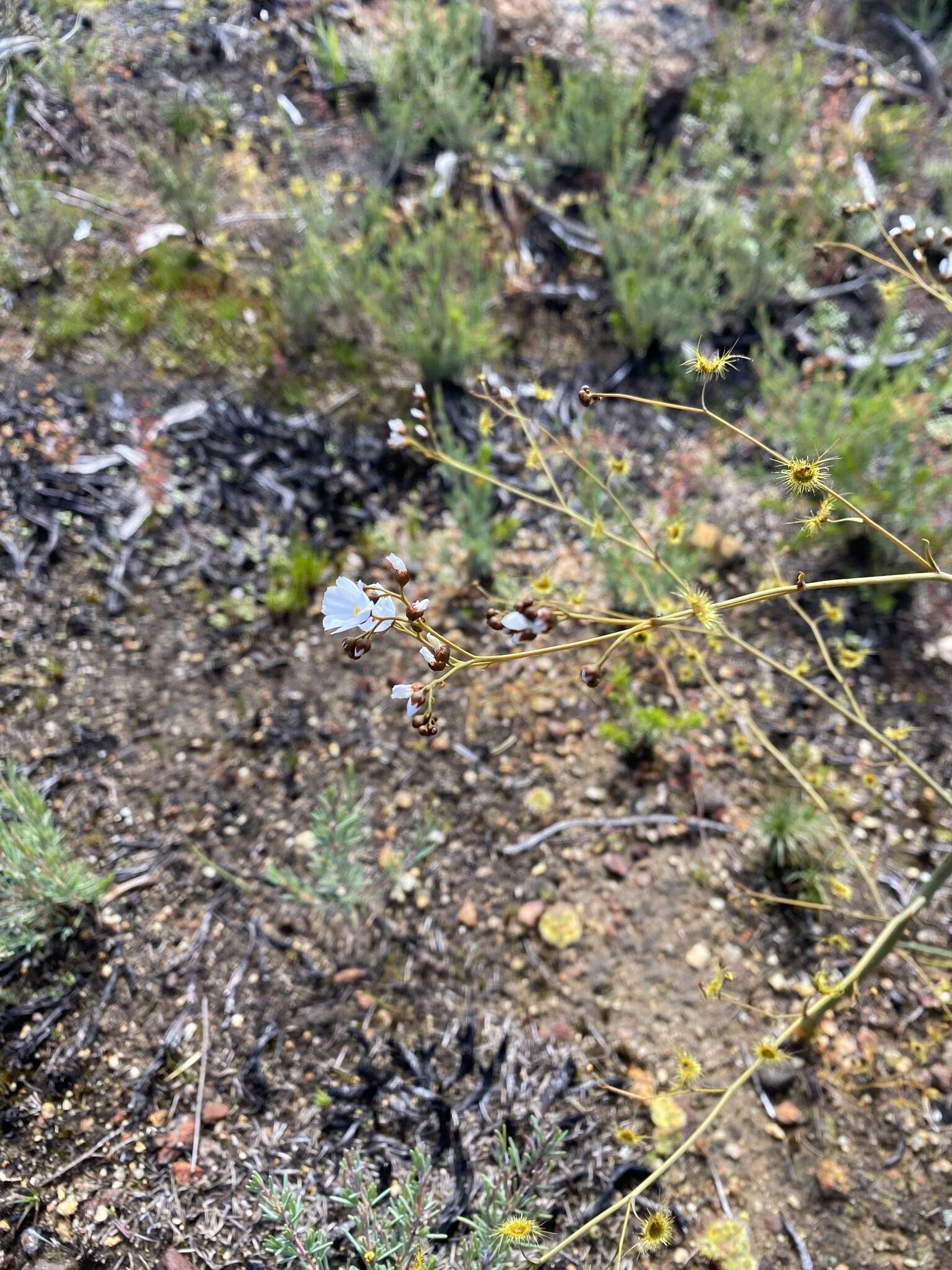 Image of Drosera gigantea Lindl.