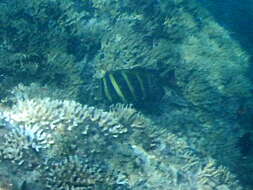 Слика од Zebrasoma veliferum (Bloch 1795)