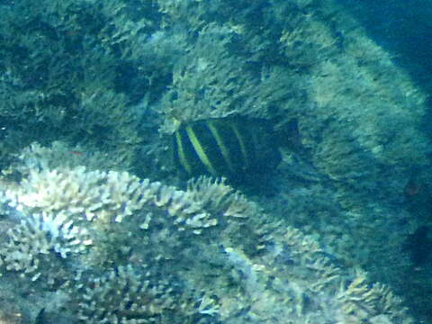 Слика од Zebrasoma veliferum (Bloch 1795)