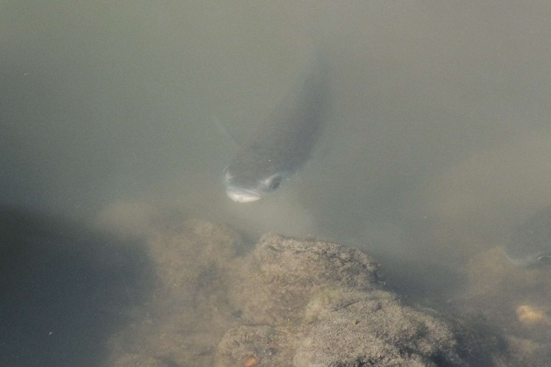 Image of Brown-backed mullet