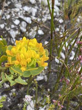 Image of <i>Rafnia capensis</i> subsp. <i>pedicellata</i>